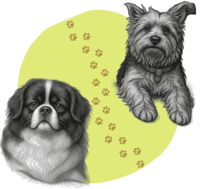 Création Achiri Pets pour animaux